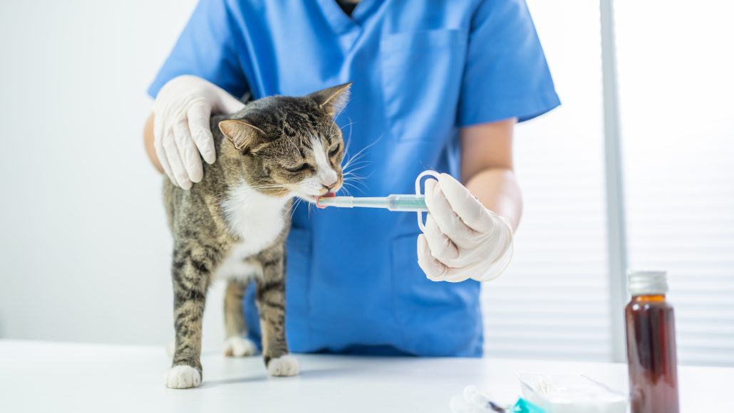 Does Your Pet Have Allergies? - Vet surgeon. Cat on examination table of veterinarian clinic. Ve