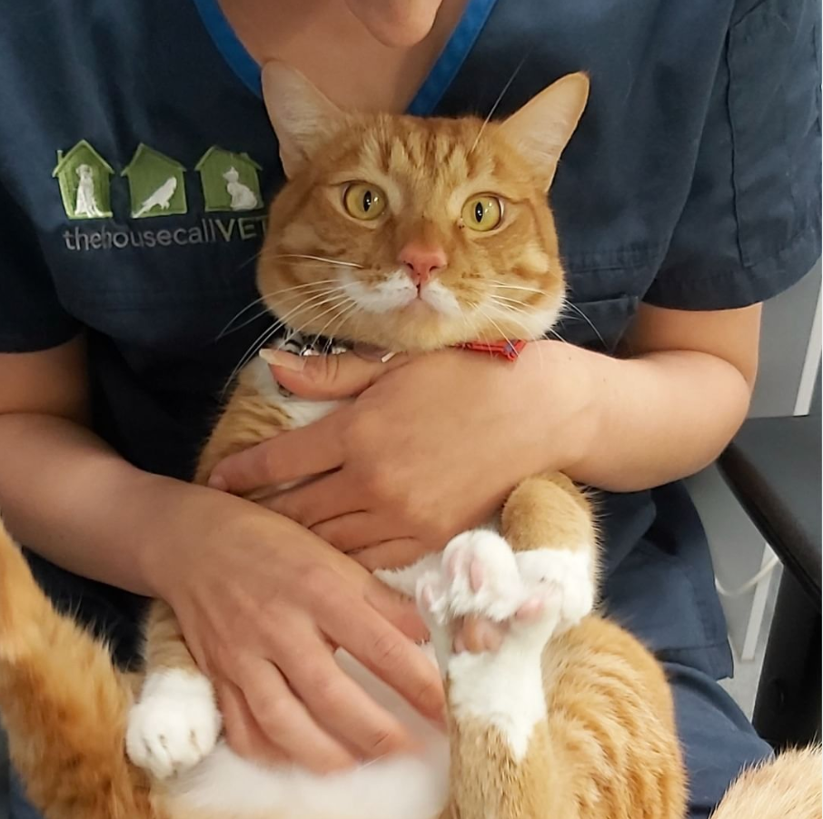 THCV vet with orange cat checking for ticks