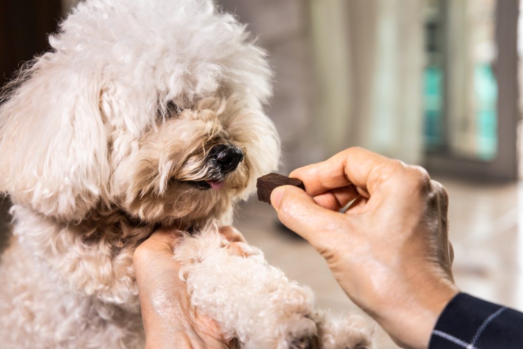 Closeup on hand feeding pet dog with chewable to protect and treat for gum disease