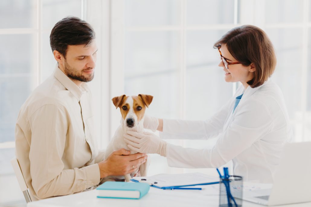 vet looking at dog for gum disease