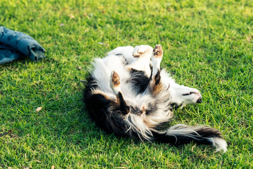 Dog shedding and scratching his back on the grass in the park