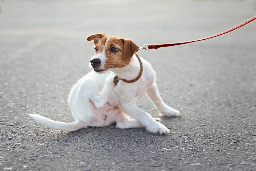 jack Russel scratching because f itchy skin