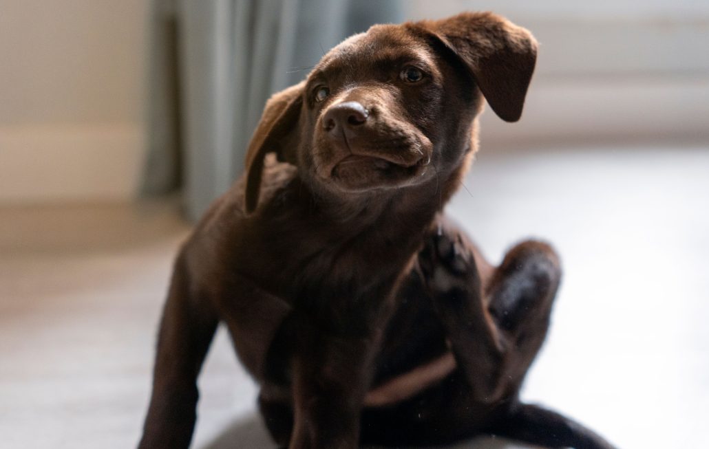 small labrador retriever puppy hound fights itching by scratching with his paw because of itchy skin