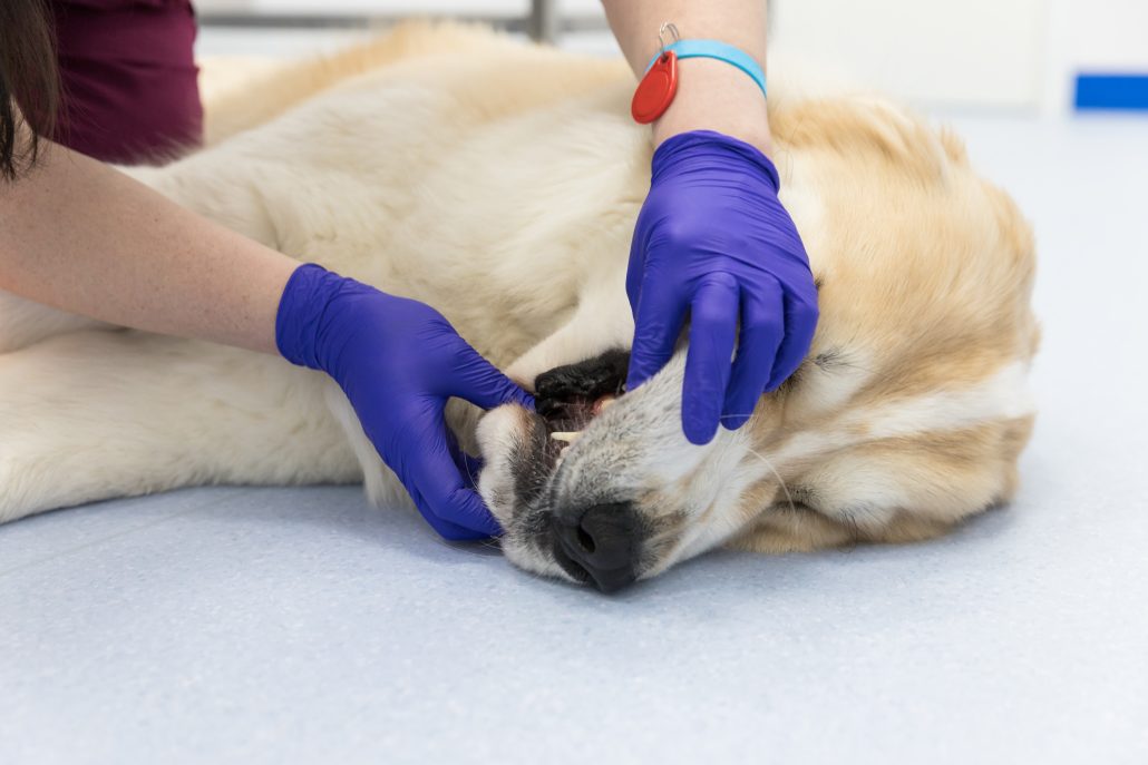 Closeup of veterinarian checks teeth and gums for dental disease
