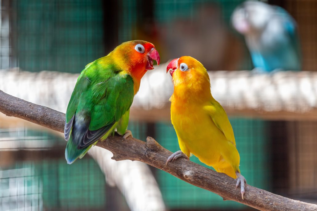 Top Enrichment Tips For Your Feathered Friend - two love birds on a perch