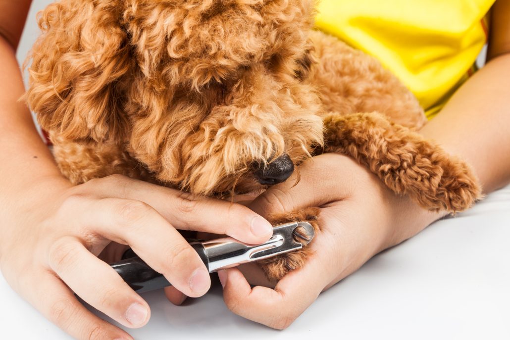 Dog nails being cut and trimmed during grooming using Tips for Stress-Free Dog Nail Trims