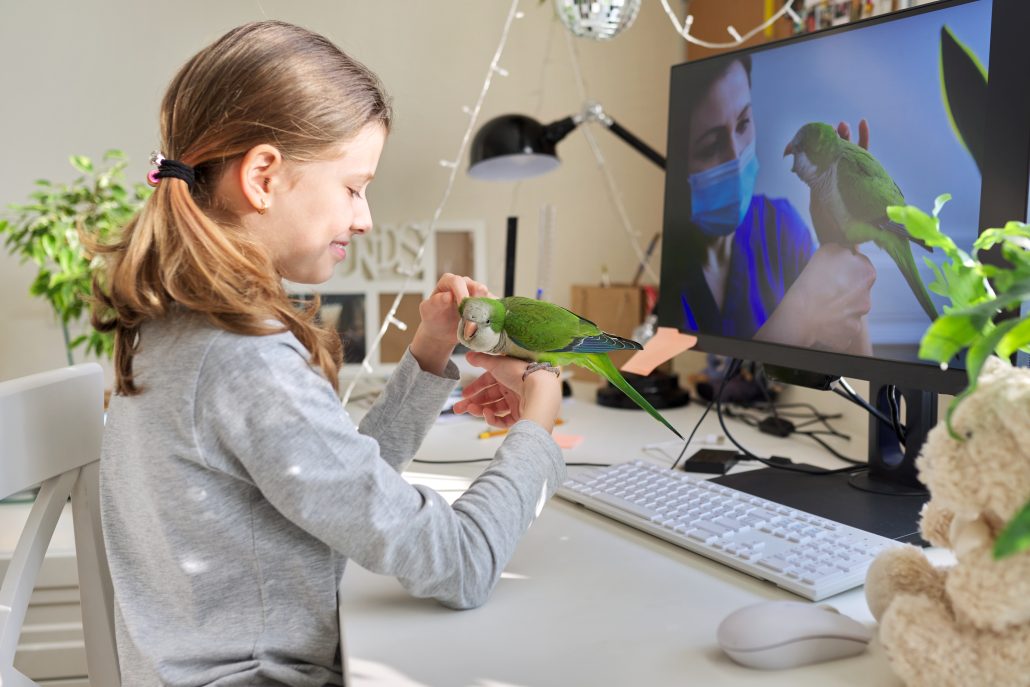 Top Enrichment Tips For Your Feathered Friend - Girl and pet green parrot together at home, child watches video on computer