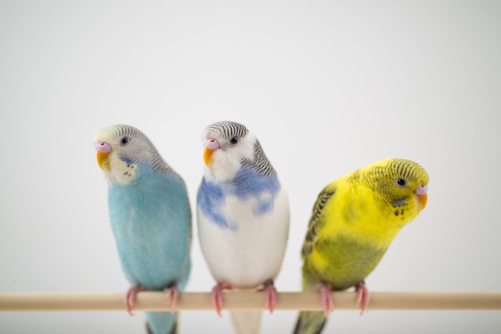 Top Enrichment Tips For Your Feathered Friend - parakeets on a branch
