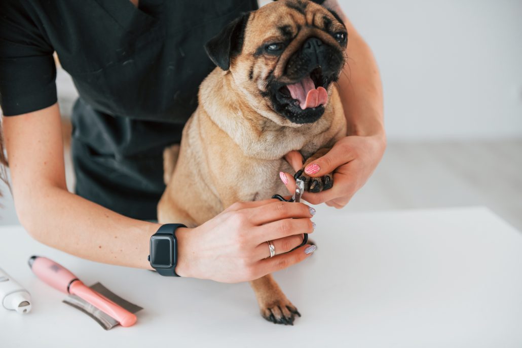 Tips for Stress-Free Dog Nail Trims -Procedure of cutting the nails. Pug is in the grooming salon with veterinarian that is in black clothes