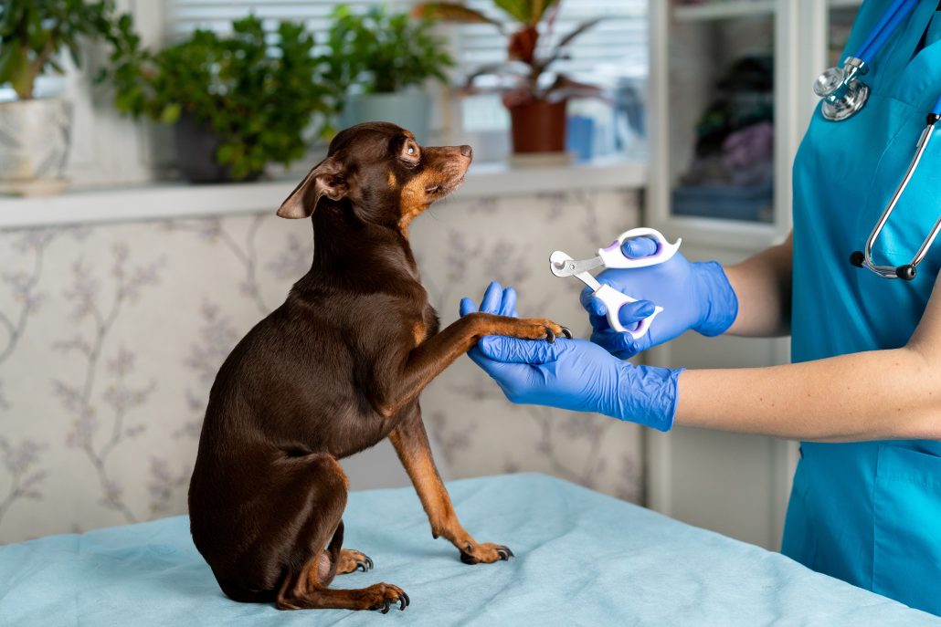 Tips for Stress-Free Dog Nail Trims - vet cutting small dog's nails