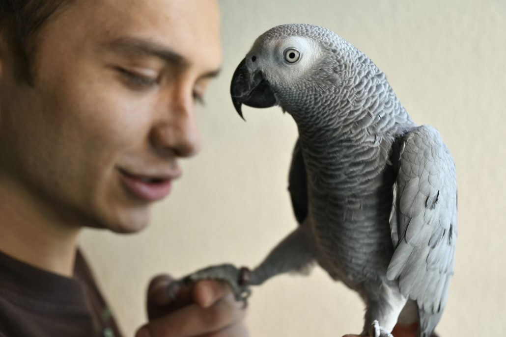 Top Enrichment Tips For Your Feathered Friend - young man with African Grey parrot