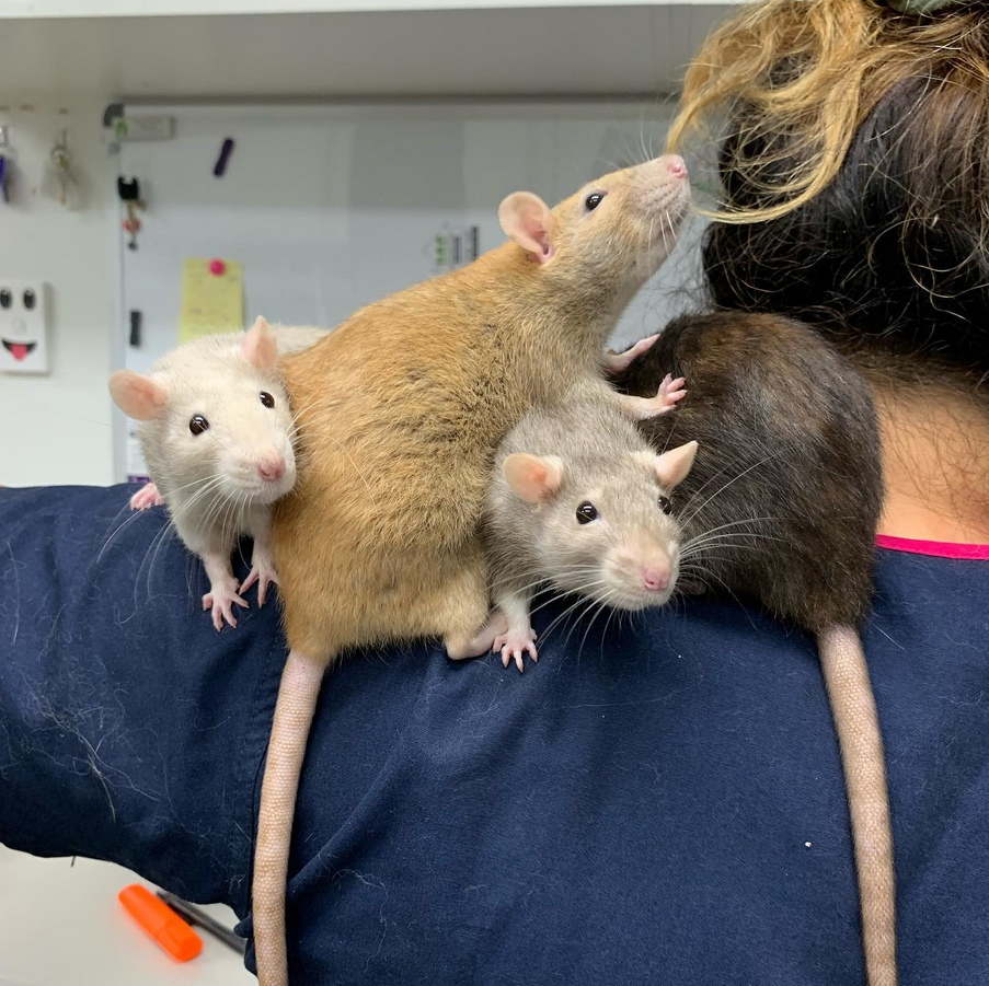 THCV vet with rats on her shoulder
