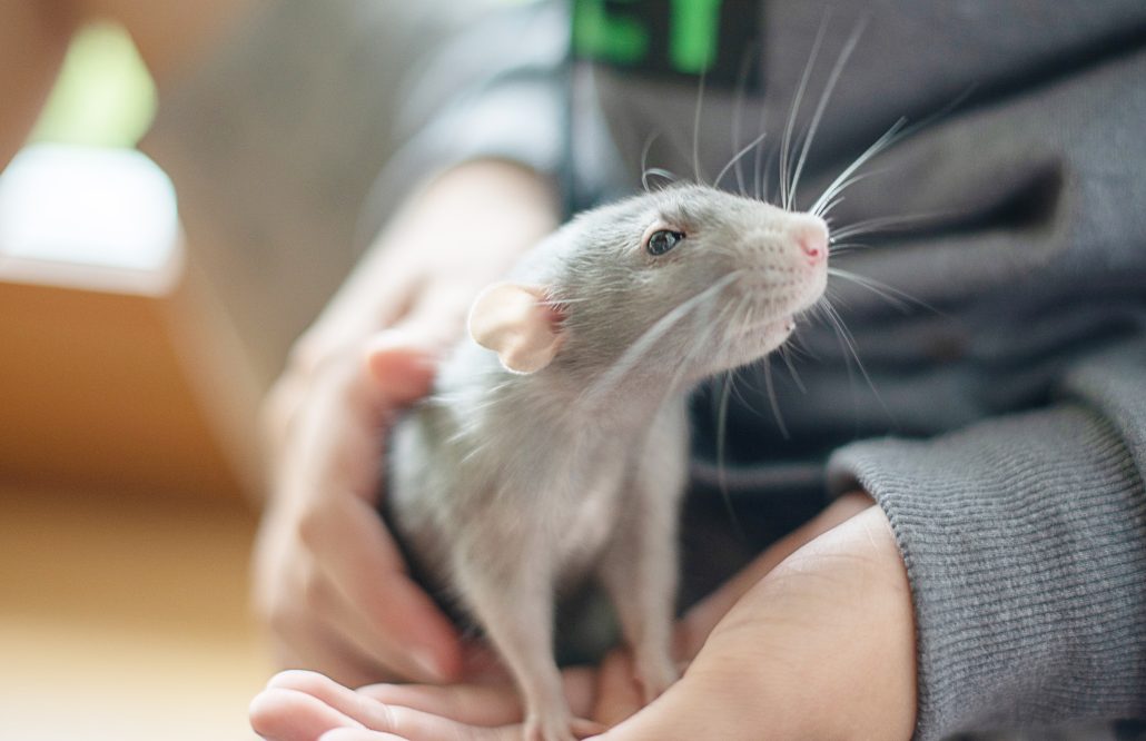 Keeping Your Pet Rats Cool - boy holding a grey rat
