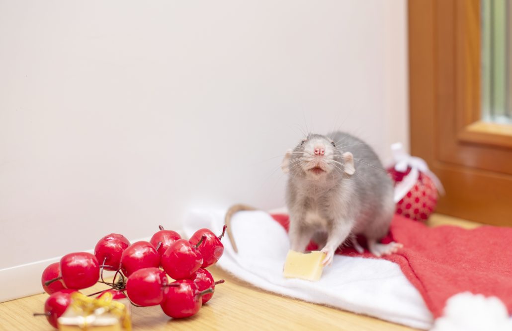 Keeping Your Pet Rats Cool - pet rat eating fruit