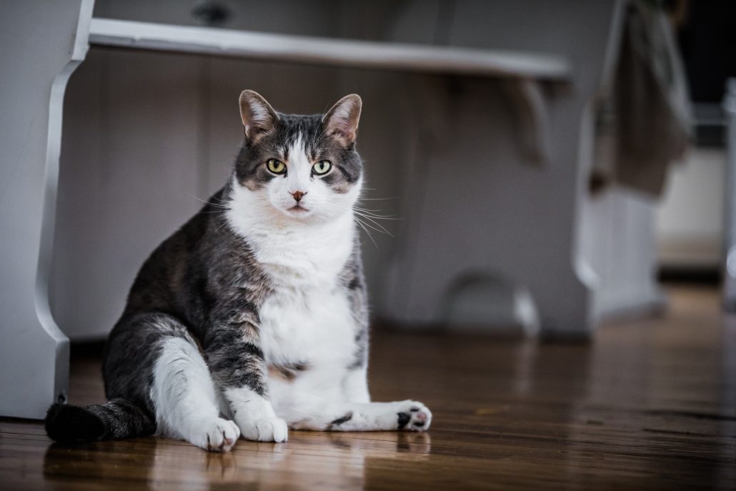 Obesity in Pets - overweight cat