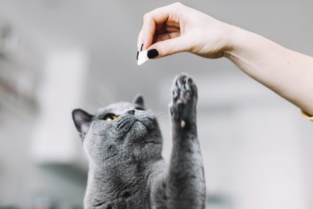 Obesity in Pets - grey cat being fed a treat