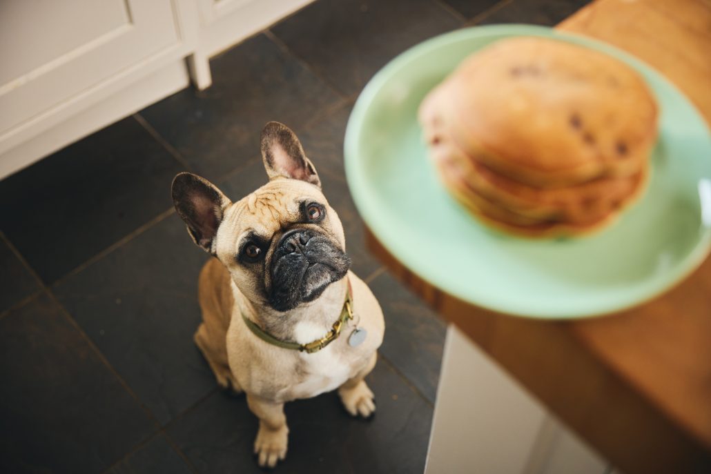Obesity in Pets - dog looking at pancakes