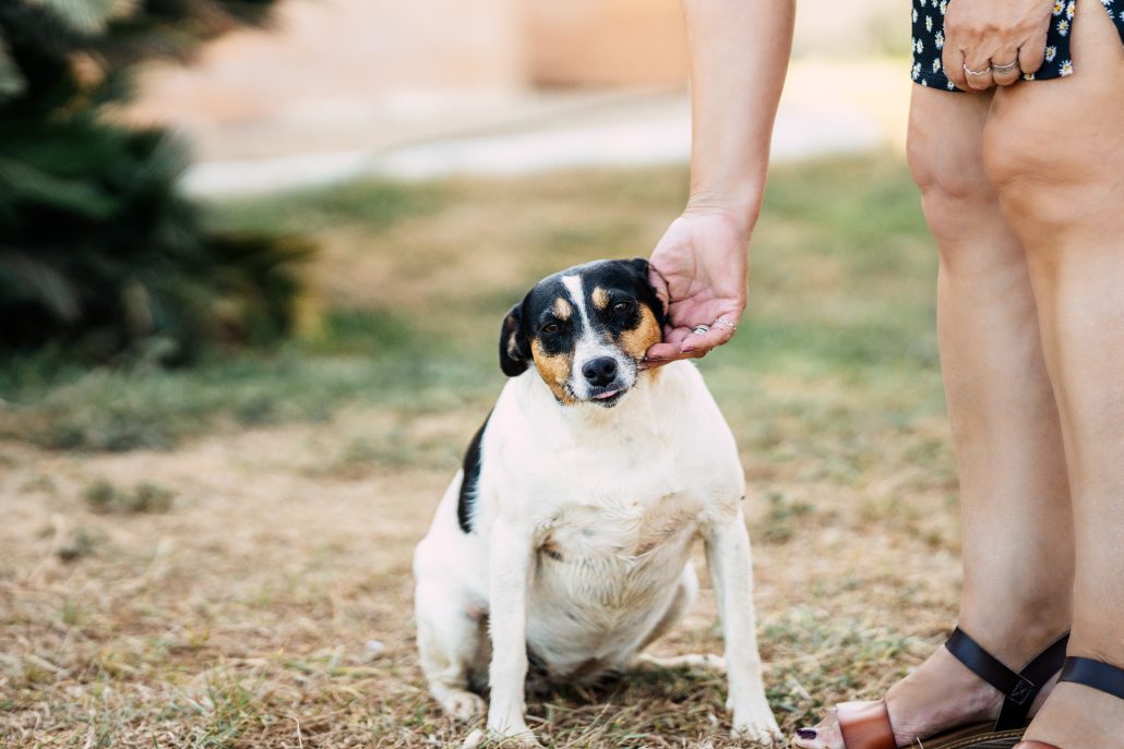 Obesity in Pets - overweight dog and owner in the garden