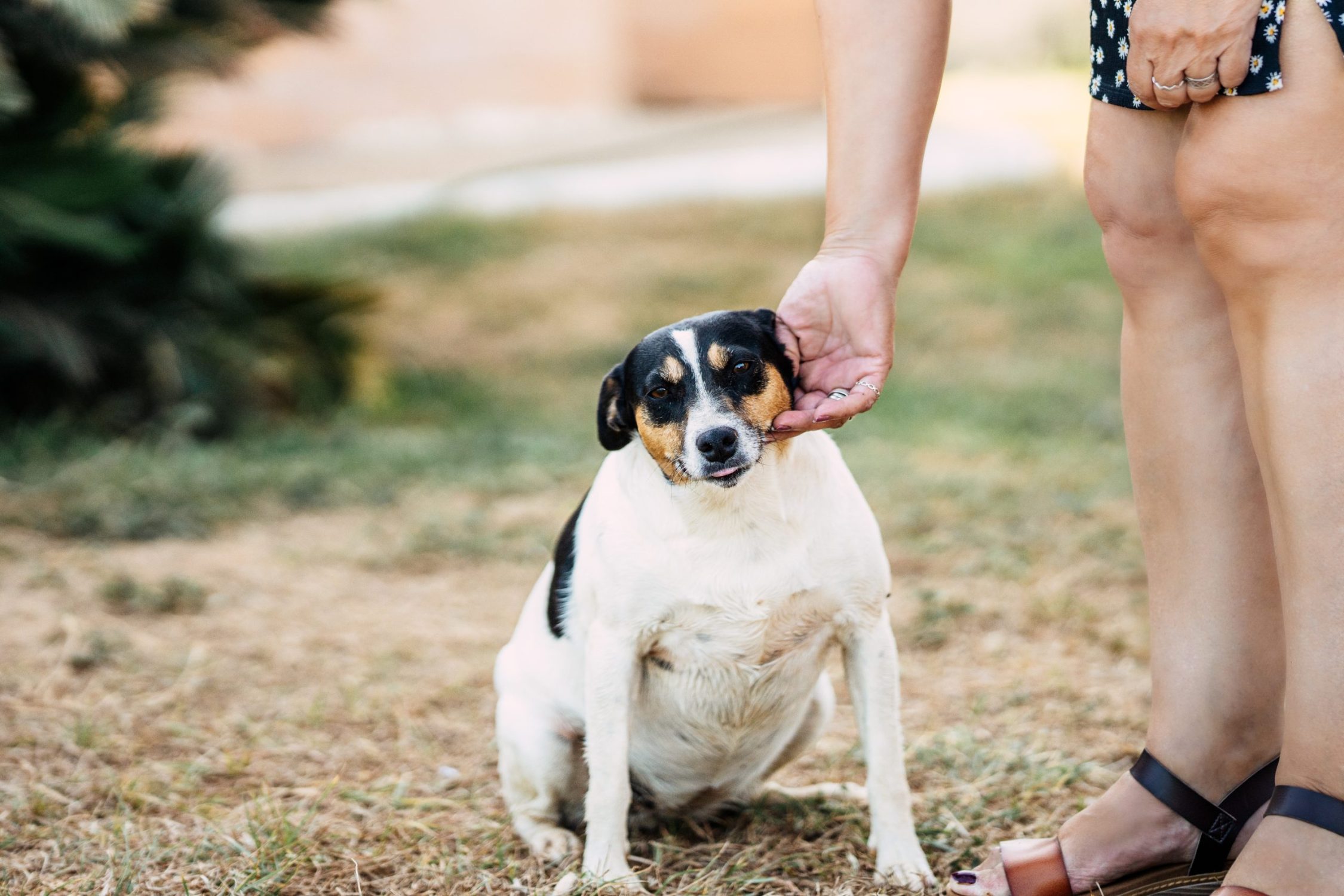 paralysis ticks in Brisbane - dog and owner in the garden