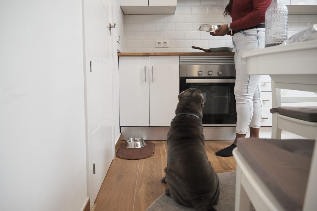 Obesity in Pets - woman feeding dog