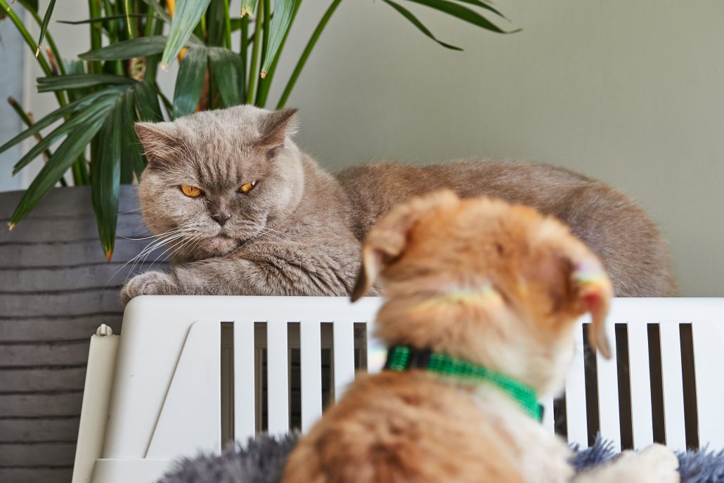 protecting pets form the dangers of hot cross buns