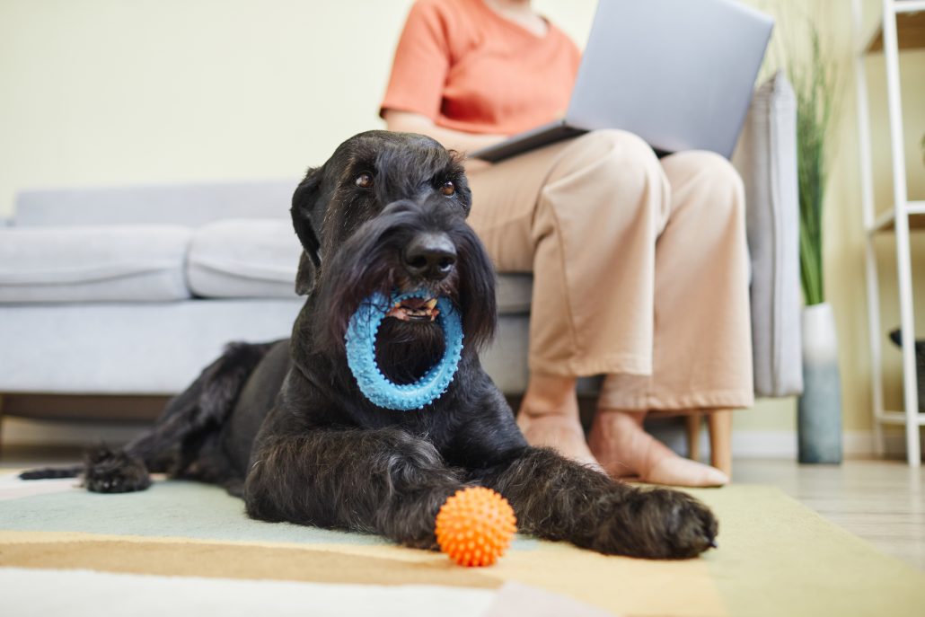 Black teething schnauzer playing with toys on floor