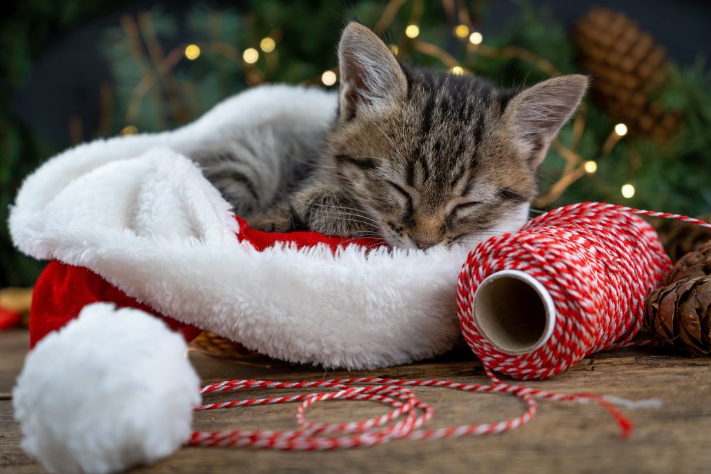 calm kitten during christmas