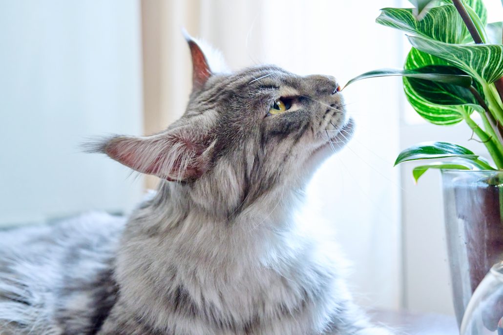 cat biting green leaf