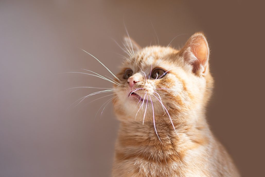 Cat dental care - Closeup of ginger kitten on beige background.