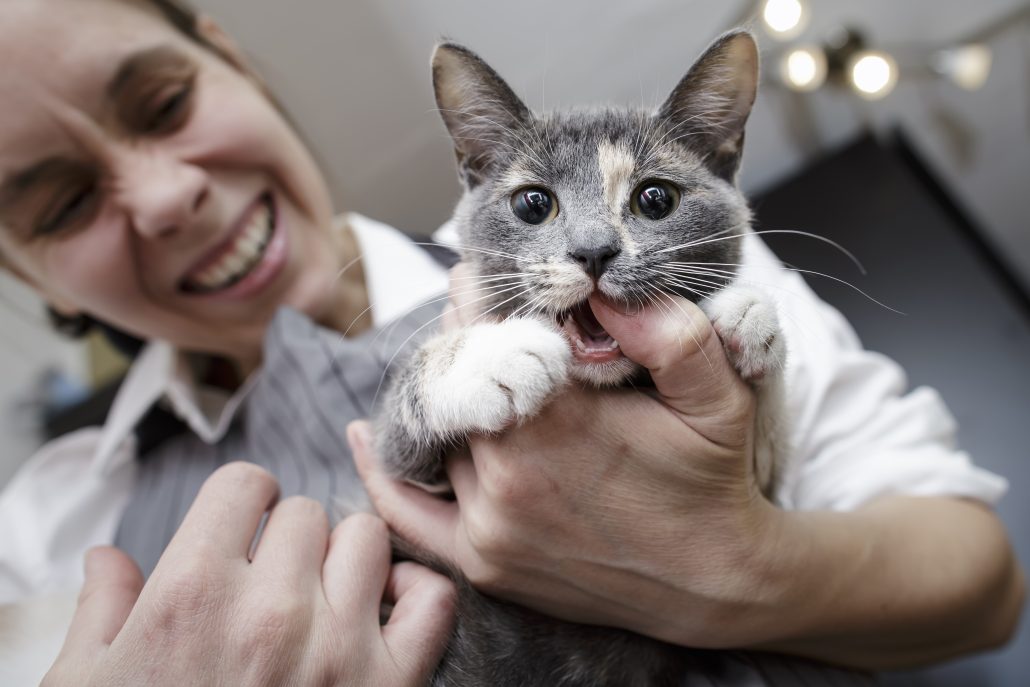 biting the finger of a woman during cat dental care