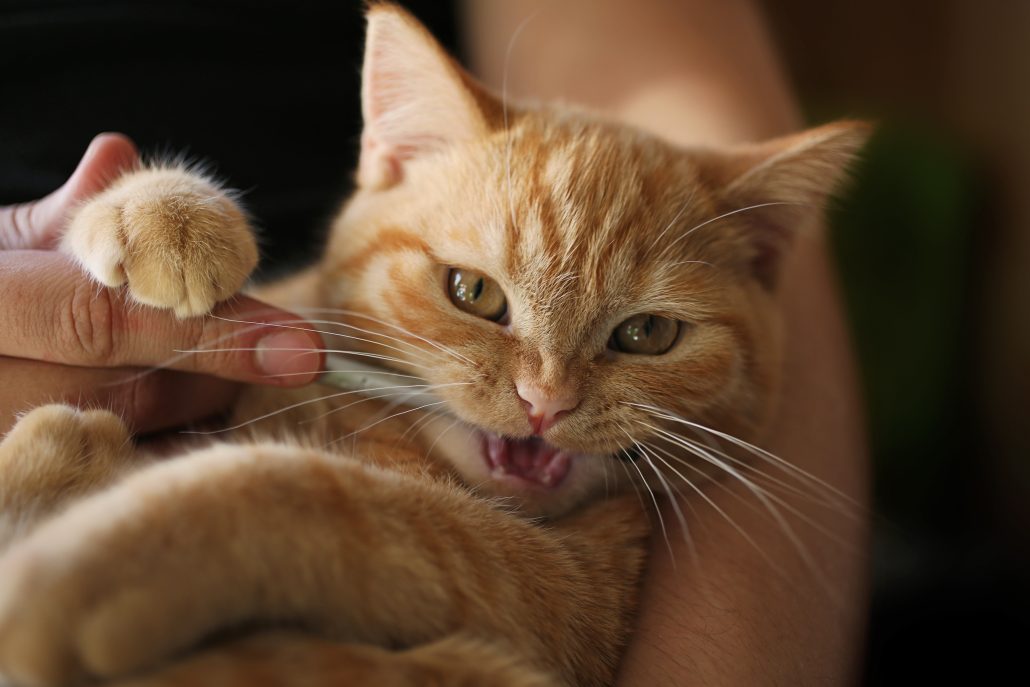 pet parent taking care of their cat's dental health