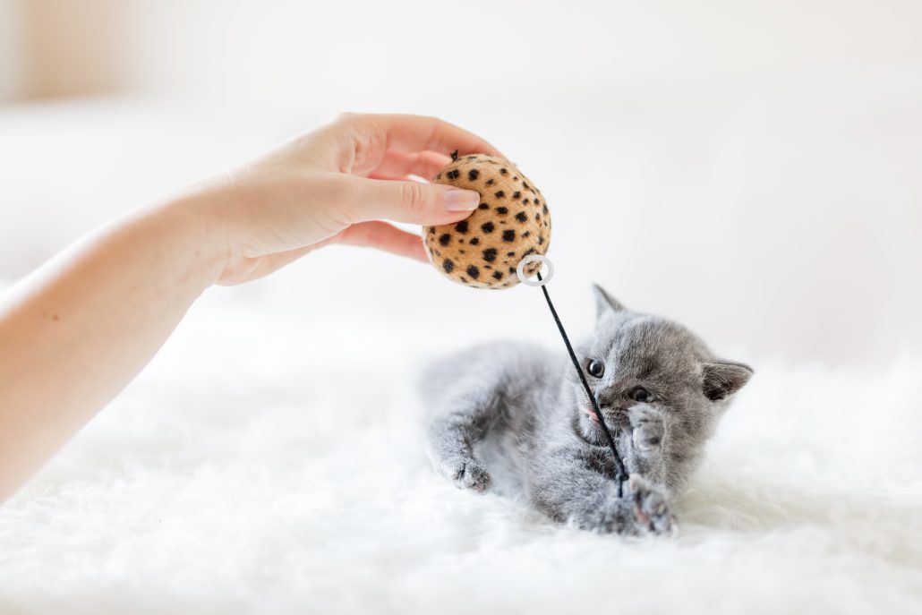 teething Kitten playing with a toy while going through the pet teething process