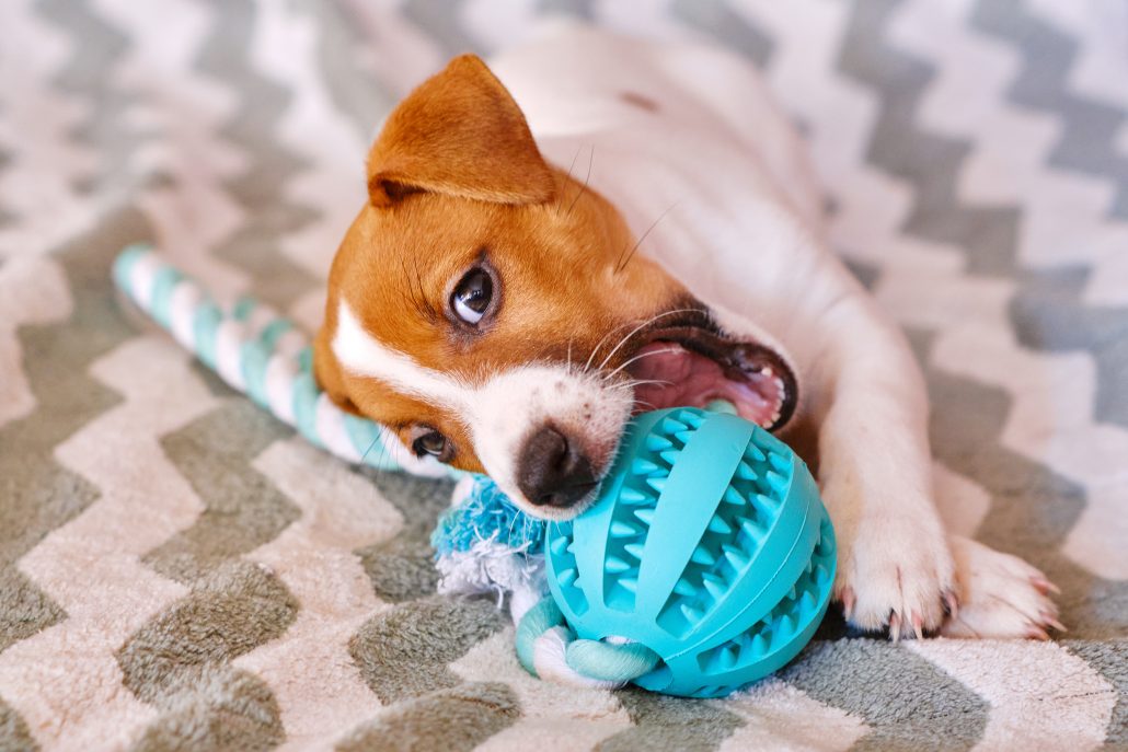 Little Jack Russell Terrier puppy going through the pet teething process playing with toy