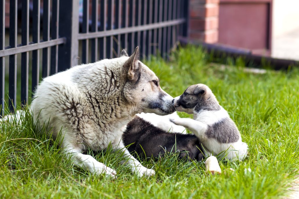 Introducing puppy to older dog