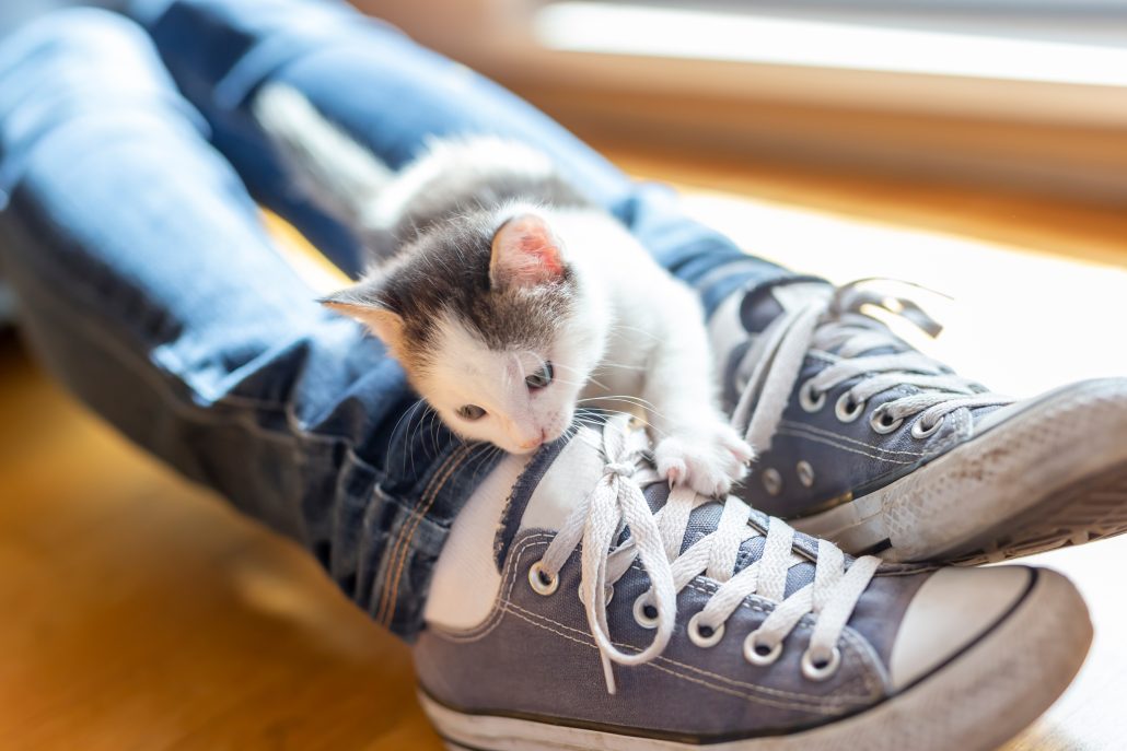 teething kitten chewing a pair of shoes