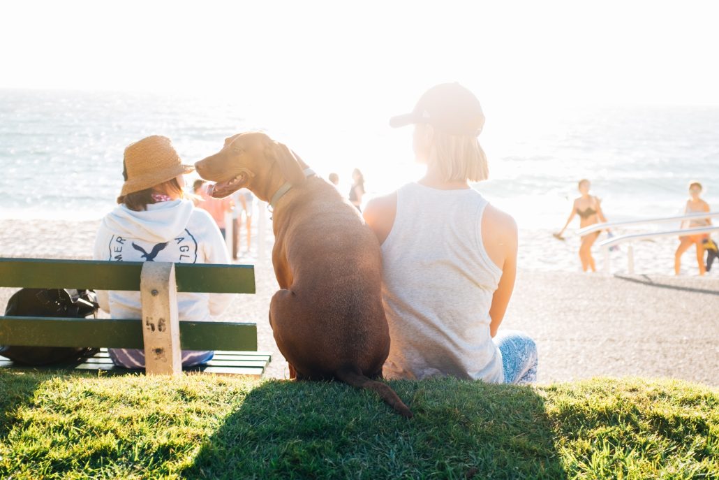 owner and pet dog at the beach