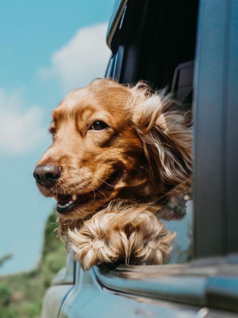 Asthma in Pets - dog with head out of a car