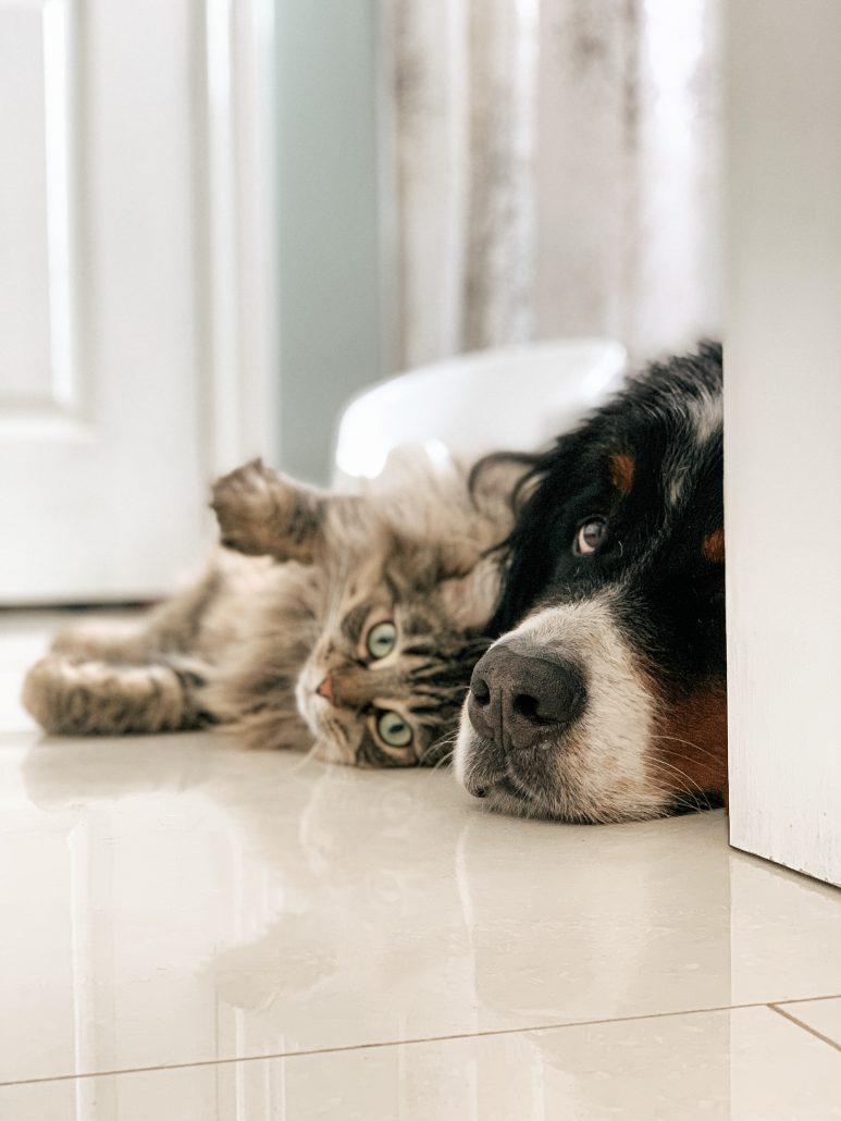 dog and cat cooling off on the floor to prevent overheating