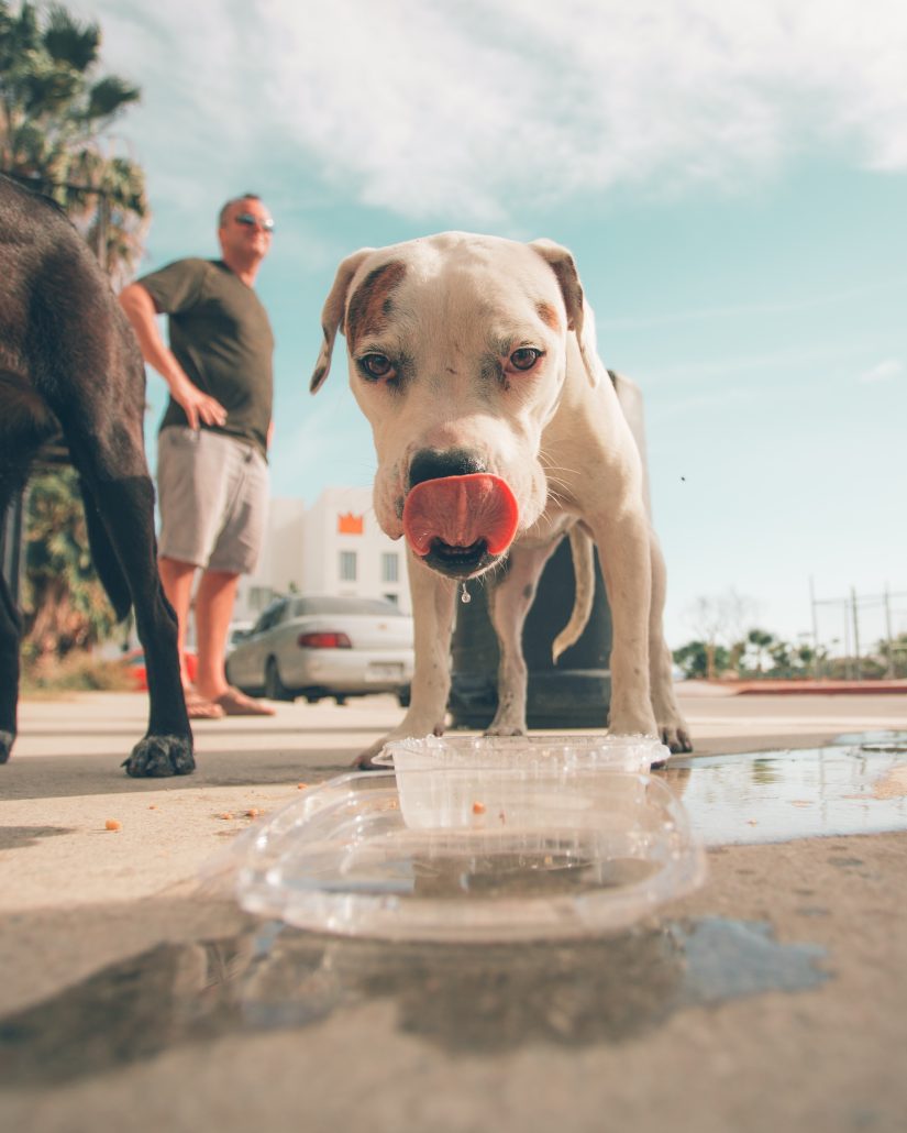 preventing heatstroke in pets by giving water at a pet friendly cafe