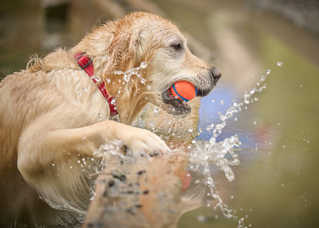dog playing in the water during the summer heat to keep cool and prevent heatstroke