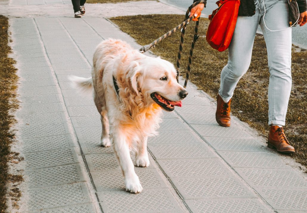 owner learning how to walk their pet