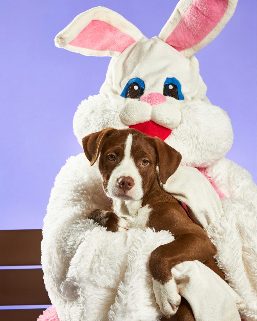 dog with eater bunny