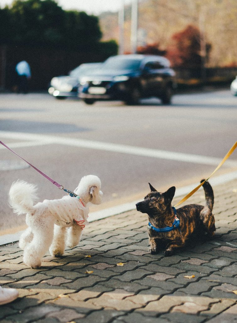 tips for walking your pet - two dogs interacting in the street