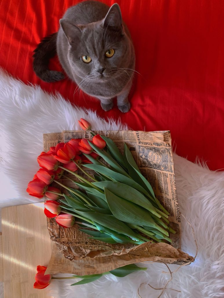 cat with valentine's day flower