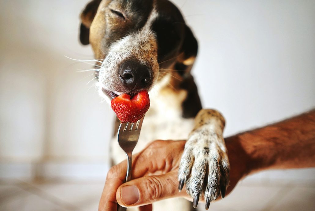 dog eating heart themed strawberry