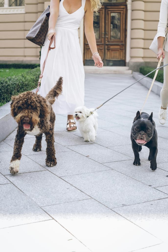 owners walking 3 dogs on a leash after discovering tips for walking their pets