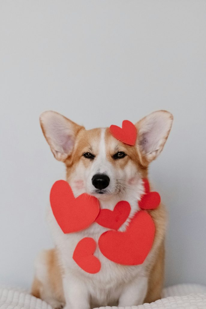 corgie with heart cutouts celebrating valentines day