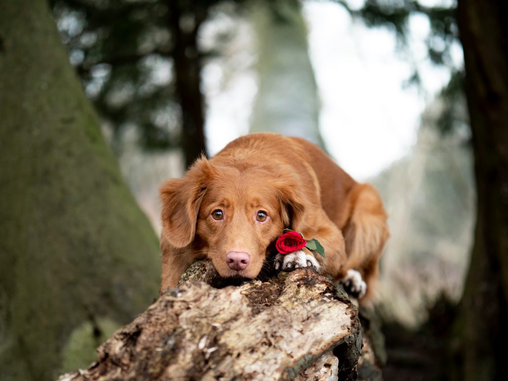 dog on a rock with a rose