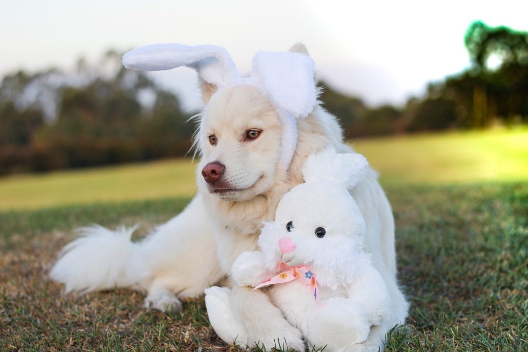 tips for easter safety - white dog win bunny ears