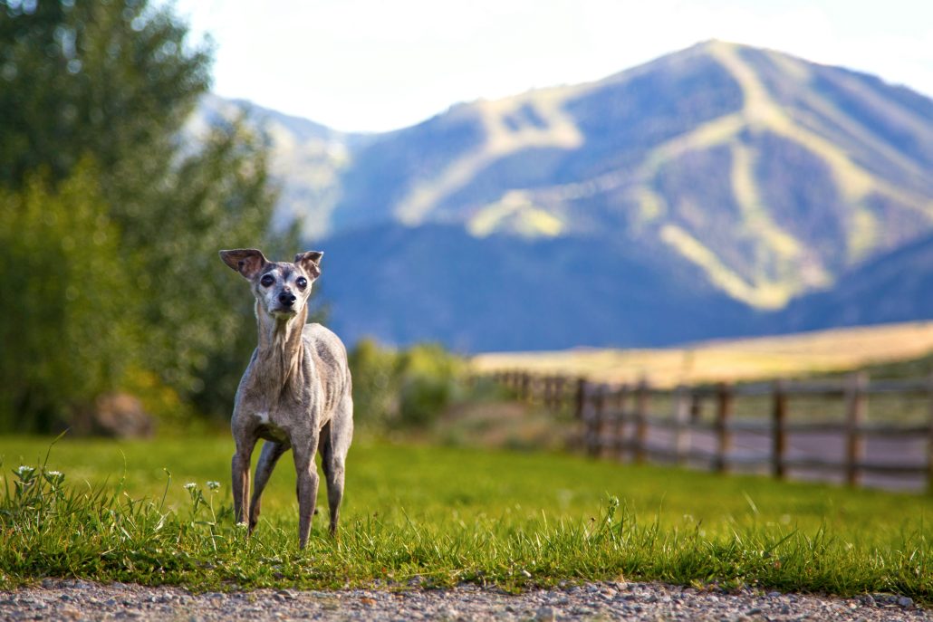 Greyhound dog with dementia in grass by a mountain